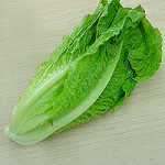 Romaine_Lettuce