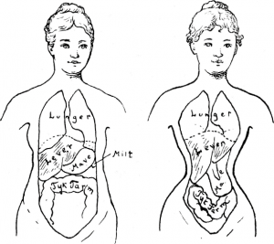 waist training organs